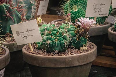 Très joli Gymnocalycium saglionis